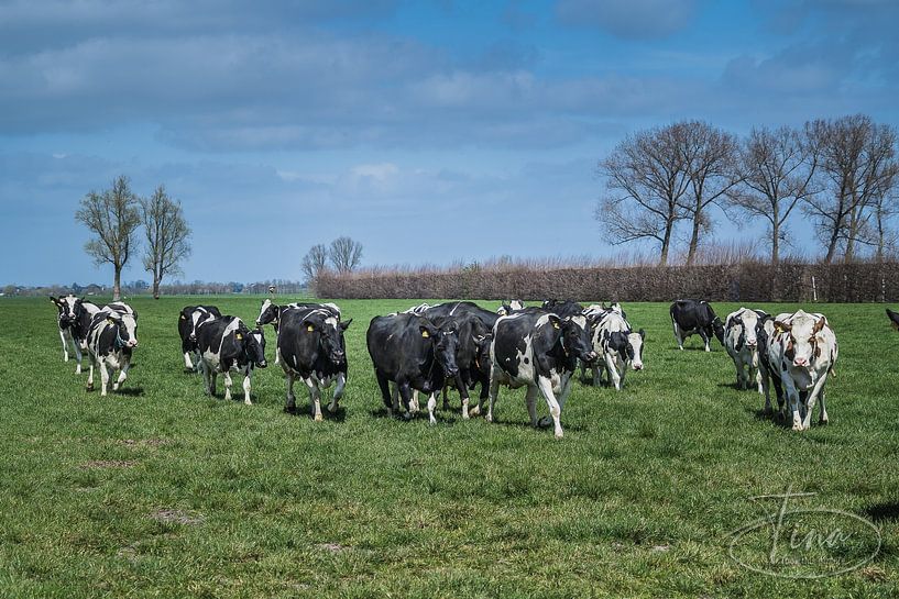A typical Dutch picture with cows by Tina Linssen