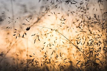 Lieveheersbeestje in zonsondergang van Danny Slijfer Natuurfotografie