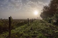 Ochtendmist over het Banisveld