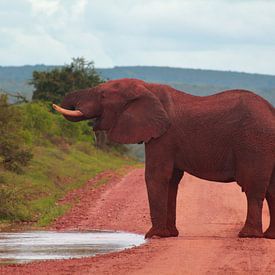 "Elefant trinkt eine Pfütze. von Capture the Moment 010