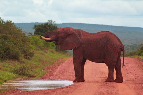 Drinkende Olifant van Capture the Moment 010