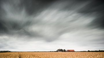 Grain field (color). by Lex Schulte