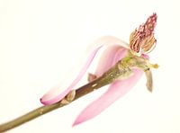 Magnolie