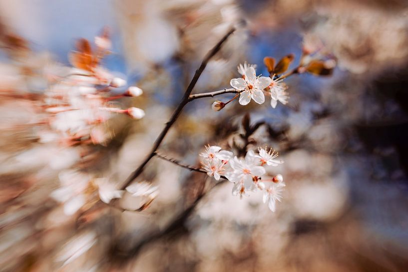 Fresh Blossom van Hiske Boon