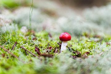 Mushroom red by Annemarie Wolkers-Ven