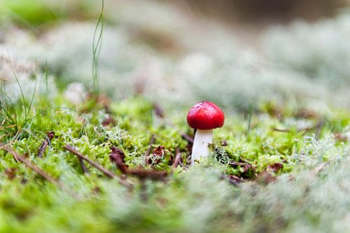 Paddestoel rood
