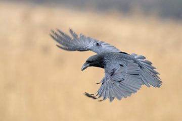 Common Raven (Corvus corax) in flight, spreads his wings wide open, wildlife, Europe.
