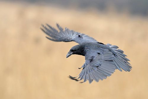 Kolkrabe ( Corvus corax ) im Flug, weit geöffnete, ausgebreitete Schwingen