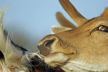 Damhert close up