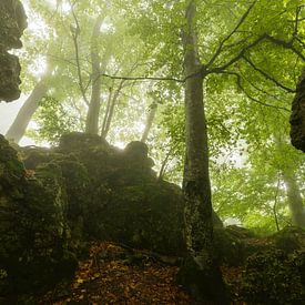 Felsiger Buchenwald von Anselm Ziegler Photography