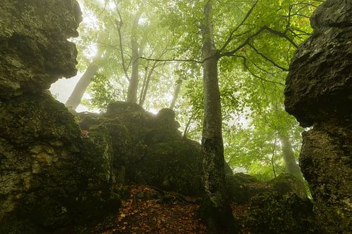 Rotsachtig beukenbos