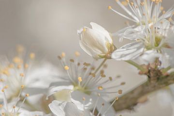 Weiße Blüte verträumte Atmosphäre von Caroline Drijber