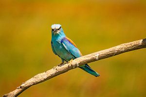 Die Blauracke, Coracias garrulus
