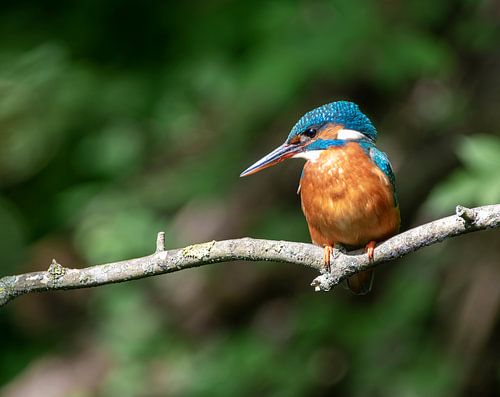 IJsvogel in Amsterdam