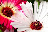 Macro of Spanish daisy in pink and white