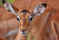 Impala - Afrika wildlife par W. Woyke Aperçu