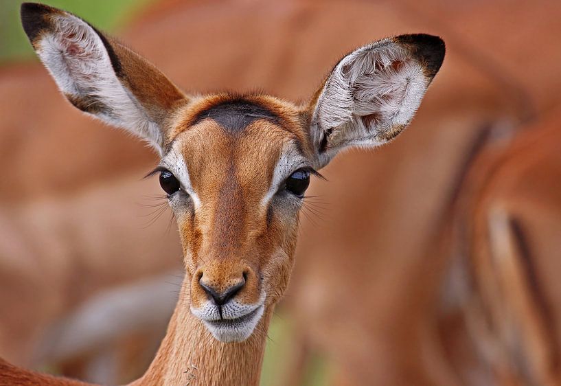 Impala - Afrika wildlife par W. Woyke