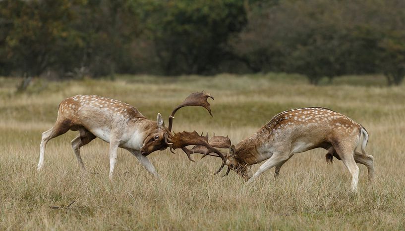 Kampf der Damhirsche von Menno Schaefer