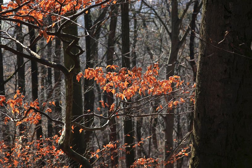 Early Spring by Thomas Jäger