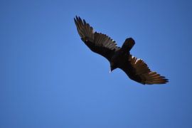 A bird of prey in a blue sky by Claude Laprise