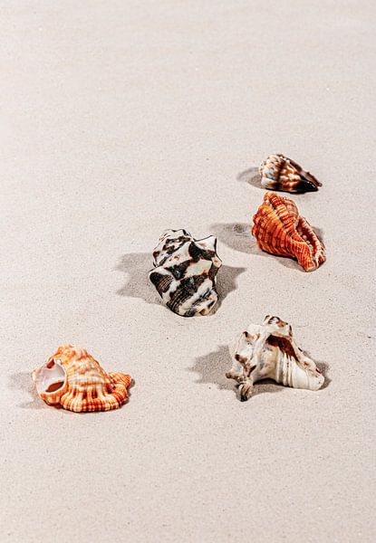 Shells on fine sand by Thomas Heitz