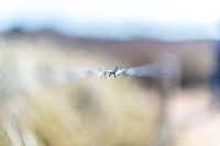 Barbwire Barbed Wire