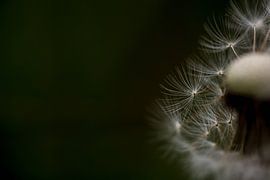 Detail van een uitgebloeide paardenbloem van Margriet Hulsker