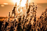 Zonsopgang in de polder van Carina Calis thumbnail