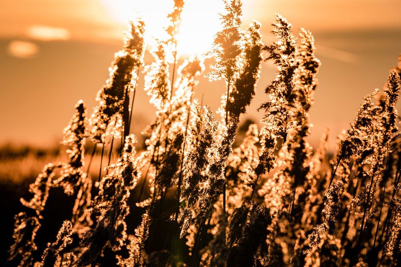 Zonsopgang in de polder van Carina Calis