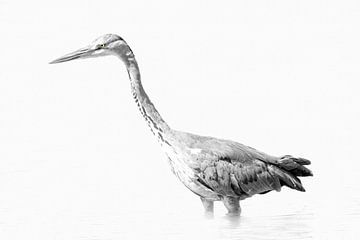 Blue heron black and white (high key version) by Gianni Argese