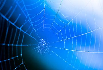 Spinnenweb met dauwdruppels van ManfredFotos