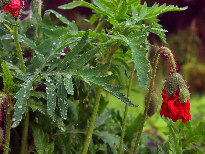 Na de regen van Edgar Schermaul