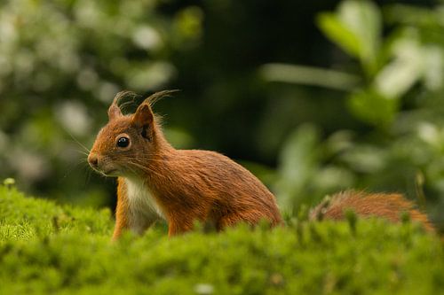 Écureuil dans l'herbe