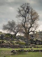 Trees near the ruins of Selge