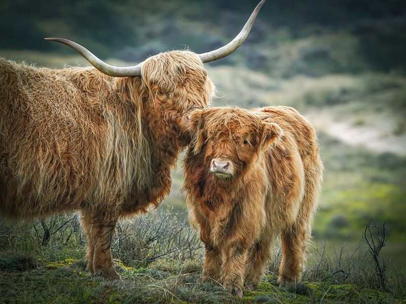 Jonge schotse hooglander met moeder van Dirk van Egmond