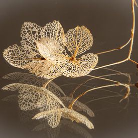 Skeleton blade minimalist by SO fotografie