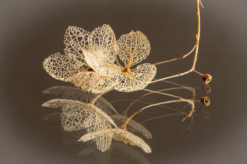 Skeletblad minimalistisch van SO fotografie