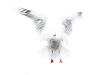 Mouette rieuse en plumage d'hiver sur Claudia van Zanten