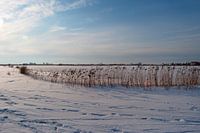 Winters weiland