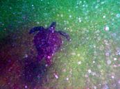 Schildpadje in het diepe. by Silvia Weenink thumbnail