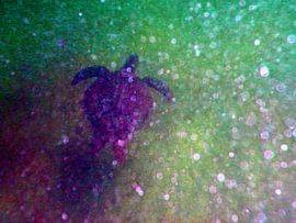 Schildpadje in het diepe. by Silvia Weenink