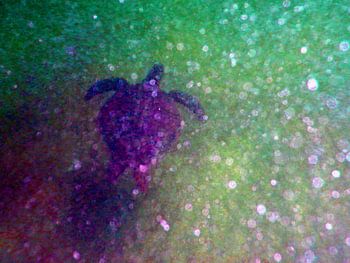 Schildpadje in het diepe.