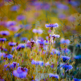 Kornblumen von Arthur Batenburg
