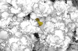 fleurs sur marijke servaes