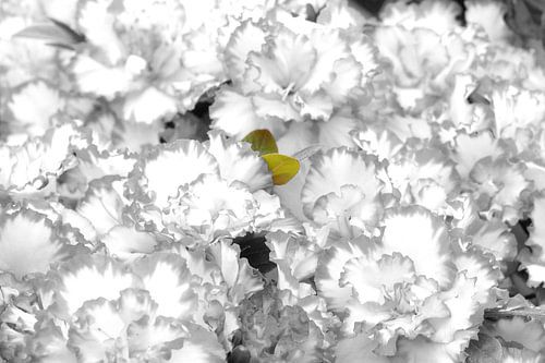 bos bloemen met kleurdetail