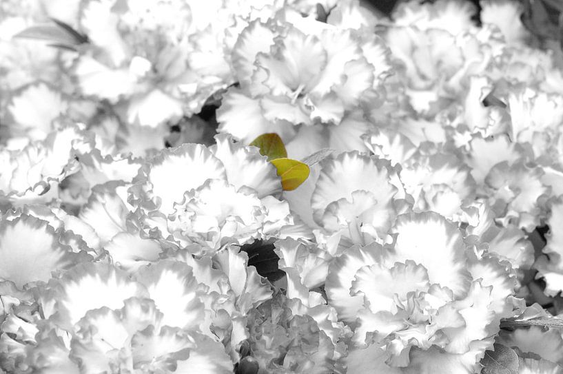blumenstraus von marijke servaes