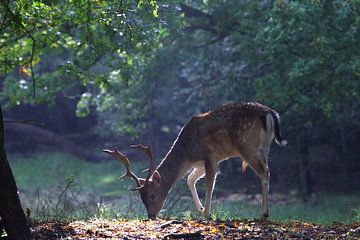 Deer by Martijn Winkelaar