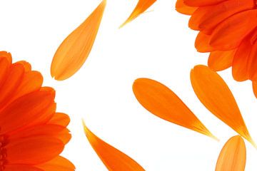 Orangene Gerbera's (2)