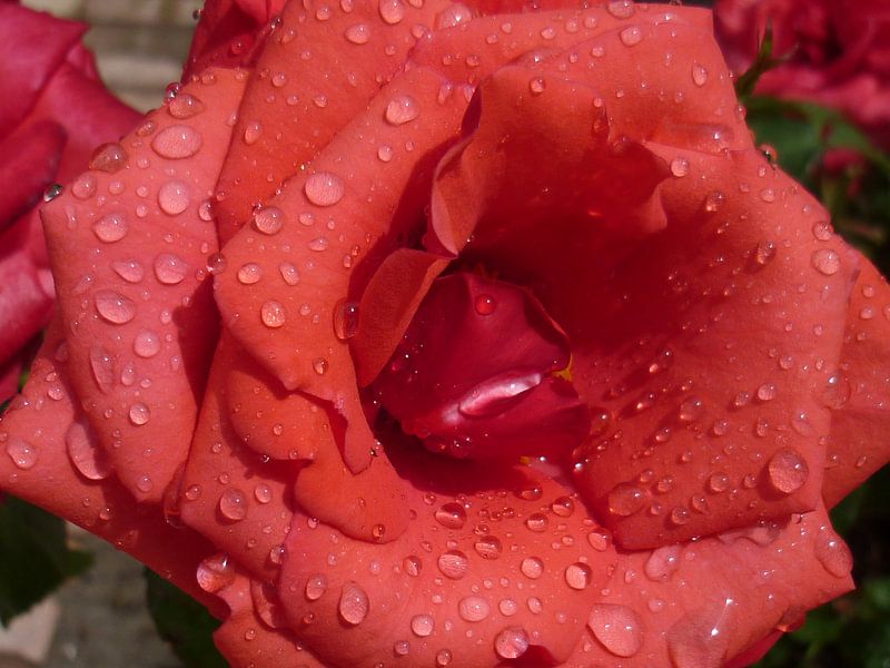 Rode roos von Erna Fotografie