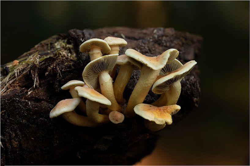 Un groupe de champignons sur un tronc d'arbre par Peter van Dam